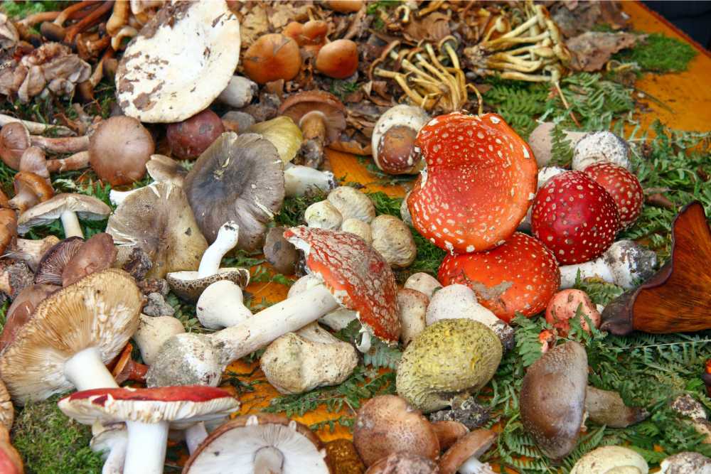 MUSHROOMS